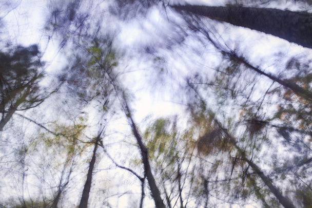 Wiejący wiatr drzewa - Zdjęcie, obraz