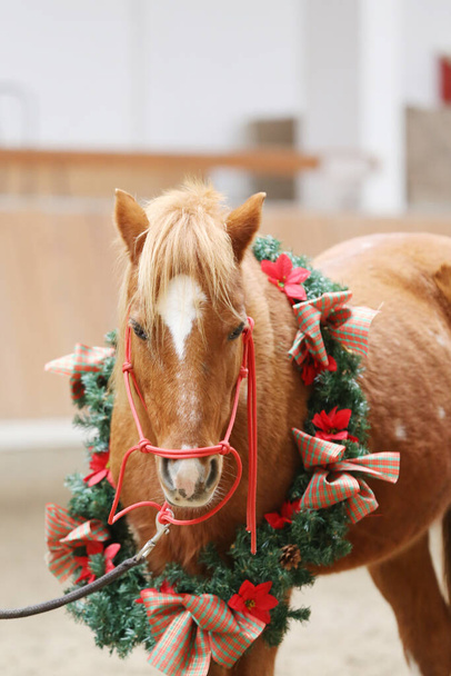 Unique picture of a saddle horse while wearing a beautiful wreath decoration as an emotional christmas background - Photo, Image