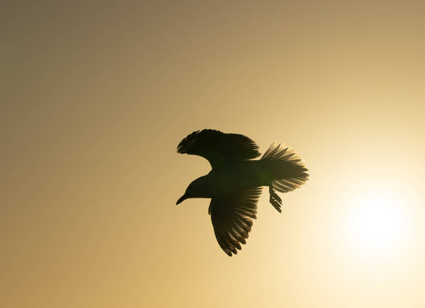 V siluetě racka letícího proti obloze osvětlené západem slunce . - Fotografie, Obrázek