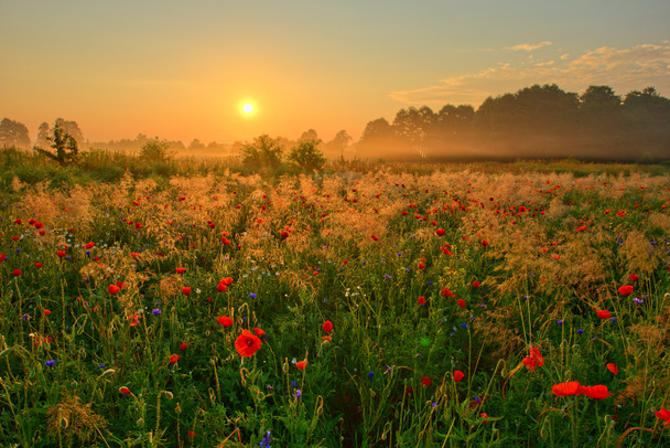 zomer poppy veld - Foto, afbeelding