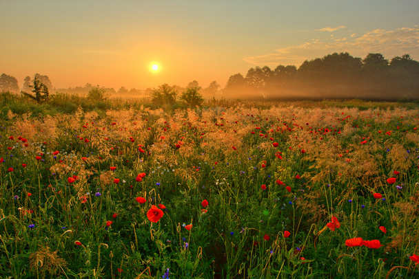 Sunset and poppy field - Photo, Image