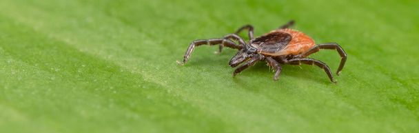 Closeup of deer tick parasite on panoramic background of natural leaf. Ixodes ricinus. Dangerous parasitic insect mite crawling on green texture. Health risk of encephalitis or Lyme disease in nature. - Photo, Image