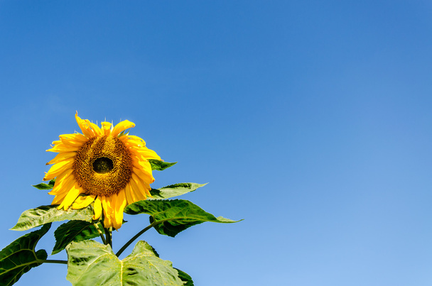 sunflower field over cloudy blue sky and bright sun lights - Photo, Image