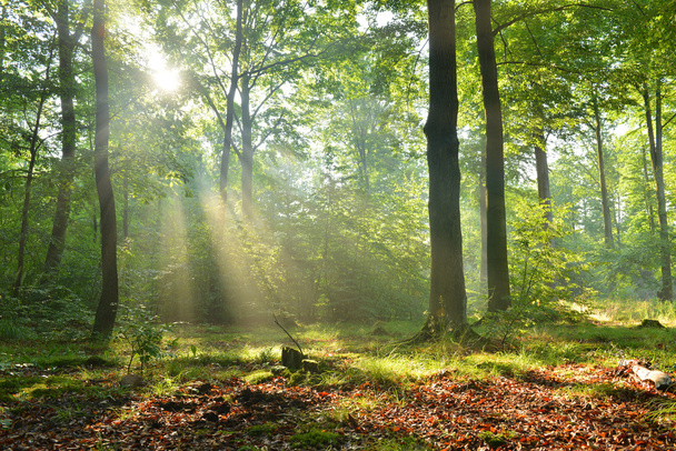 осень утром в лесу - Фото, изображение