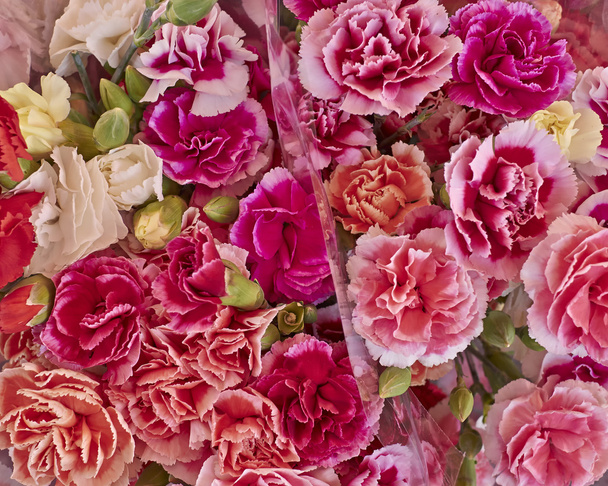 Carnation flowers closeup - Fotó, kép