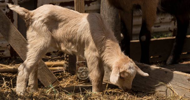Alpine Goat Dairy Animal. Maternidade, a relação entre uma mãe e uma cabra recém-nascida. - Foto, Imagem