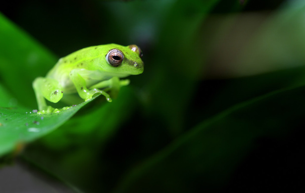 Spotted Emerald Glass Frog - Photo, Image
