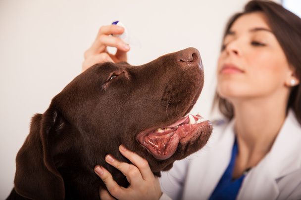 Dog getting some eye drops - Photo, Image