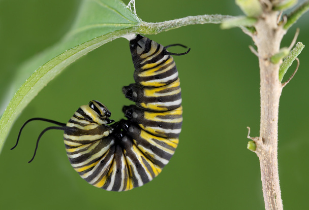 Monarch Caterpillar - Photo, Image