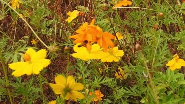 Orangefarbene Sommerblume (Schwefelkosmos und gelber Kosmos) Schwefelkosmos mit grünen Blättern. Feld blühenden gelben Kosmos Blume im Garten. Orangefarbene Blumen mit grünem Bokeh-Hintergrund, Gelbe Gänseblümchen im Park in Zeitlupe,  - Filmmaterial, Video