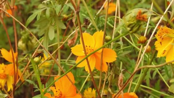 Orange summer flower( sulfur cosmos and yellow cosmos) Cosmos sulphureus with green leafs. field of blooming yellow cosmos flower in the garden. orange Flowers with green bokeh background,  Yellow Daisy flowers in park in slow motion,  - Footage, Video