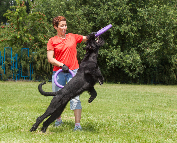 Mujer enseña raza de perro El gigante Schnauzer (también Riesenschnauze
 - Foto, imagen