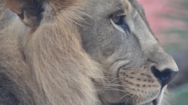 Oroszlán és Oroszlán kinyitják a száját. Dzsungel király üvölt részletes kilátás fogak az erdőben. Oroszlánfej, közelről és nagyon részletesen. Az oroszlán üvöltése - Ngorongoro Conservations. Oroszlán ül üvöltő oroszlán - Felvétel, videó