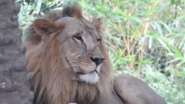 近くのライオンのカメラを探して、ジャングルキングロン座って、詳細なビューでカメラに向かっている。ライオンは本物の立ち姿でクローズアップ写真を撮っています。自然の中でジャングルの王ライオン,ライオンキング孤立  - 映像、動画