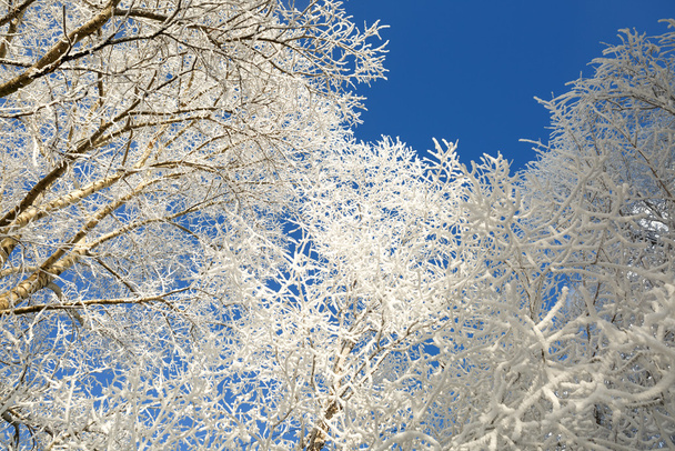 雪に覆われた木の枝 - 写真・画像