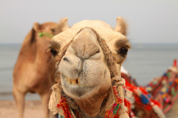 camelo sorridente
 - Foto, Imagem