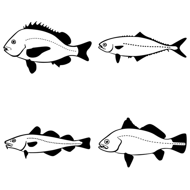 Vector fish - Vettoriali, immagini