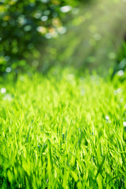 Green grass in sunshine garden - Fotografie, Obrázek