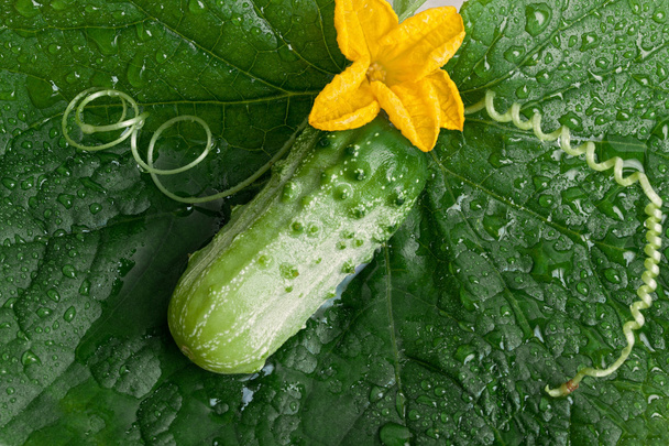 Green cucumber - Фото, зображення