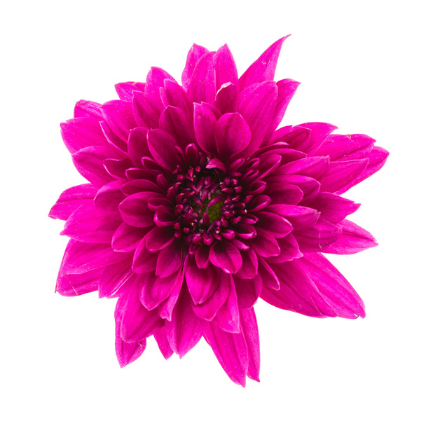 Hermosa flor púrpura - Foto, imagen