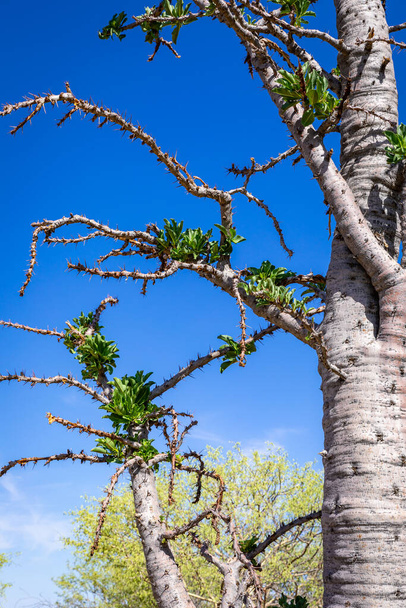 Φύση της Ναμίμπια. Διαφορετικοί τύποι δέντρων και θάμνων βρίσκονται στη Ναμίμπια. Είδη που βρίσκονται μόνο στο σκληρό κλίμα της ερήμου. Ναμίμπια. Αφρική. - Φωτογραφία, εικόνα