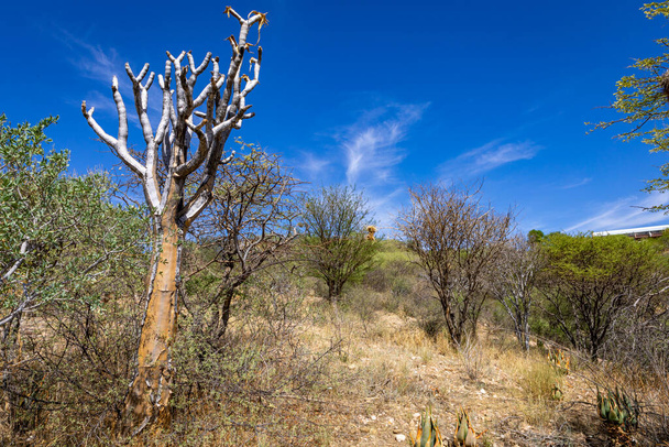 Φύση της Ναμίμπια. Διαφορετικοί τύποι δέντρων και θάμνων βρίσκονται στη Ναμίμπια. Είδη που βρίσκονται μόνο στο σκληρό κλίμα της ερήμου. Ναμίμπια. Αφρική. - Φωτογραφία, εικόνα