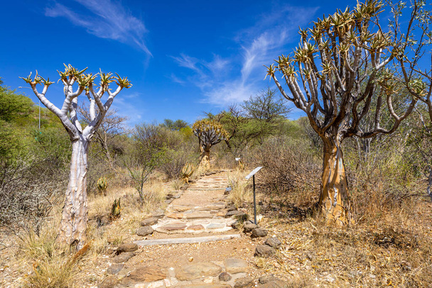 Природа Намибии. В Намибии встречаются различные виды деревьев и кустарников. Вид встречается только в суровом пустынном климате. Намибия. Африка. - Фото, изображение