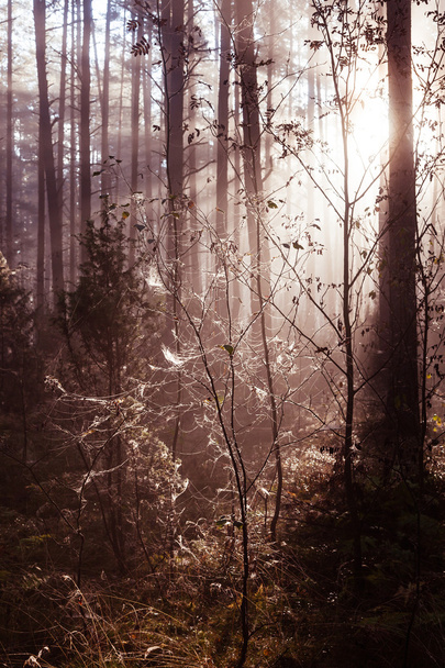 wschód słońca w lesie  - Zdjęcie, obraz