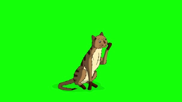 Punainen Tabby Cat nuolee sen tassu chroma avain HD. Käsintehty animoitu silmukka HD materiaalia eristetty vihreällä näytöllä - Materiaali, video