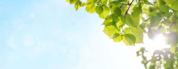 Ramo d'albero con foglie davanti al cielo azzurro e soleggiato. Sfondo estivo con spazio di copia - Foto, immagini