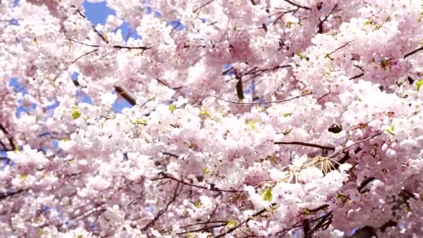 Japon kiraz ağacının yakından çekilmiş çiçekleri yavaş çekimde, bahar zamanı çiçek açar.. - Video, Çekim