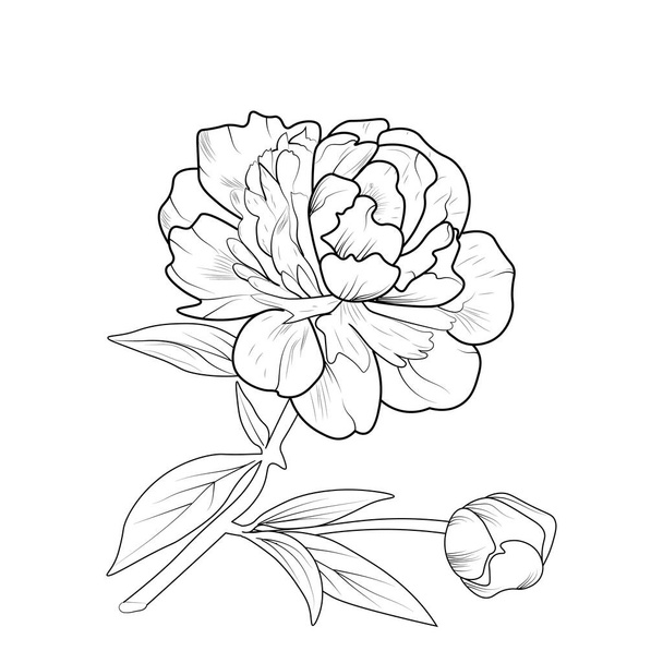serie di fiori di peonia disegnati a mano vettoriale. schizzo di inchiostro isolato su sfondo bianco. - Vettoriali, immagini