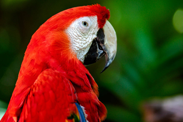 Ein scharlachroter Ara posiert für ein Foto, auch bekannt als roter Papagei aus der Familie der ara macao und ist ein großartiger Vogel, der in der Tierwelt des tropischen Dschungels mit einem großen bunten Gefieder lebt. - Foto, Bild