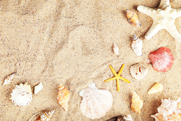 Морские звезды и раковины на песке
 - Фото, изображение