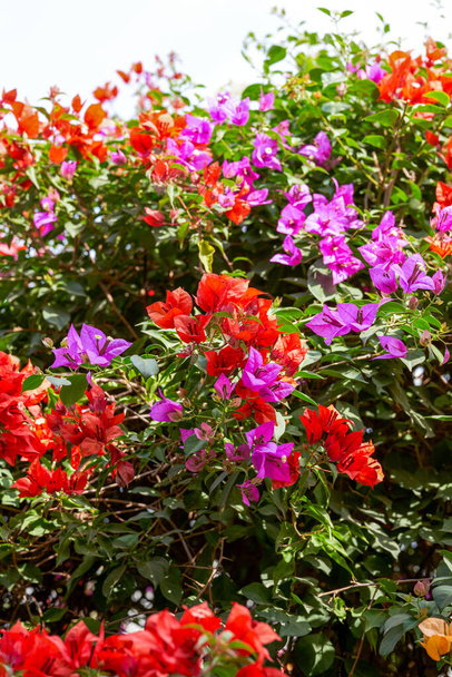 Piękne kwitnące bougainvillea bougainvillea kwiaty o różnych kolorach w ogrodzie - Zdjęcie, obraz