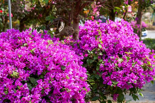 Beautiful blooming bougainvillea bougainvillea flowers of various colors in the garden - Photo, Image