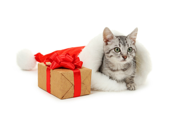 Cat in christmas hat with box - Фото, изображение
