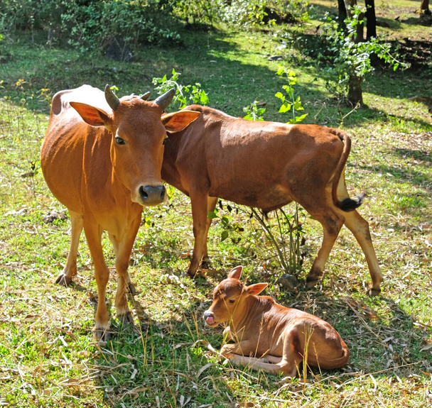Фотография семьи домашних животных бычьей коровы и их новорожденного теленка, пасущегося на травянистом лугу в летний день - Фото, изображение