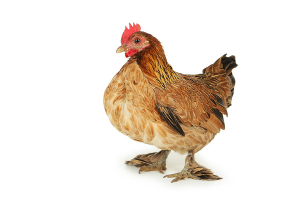 Brown hen isolated - Foto, imagen