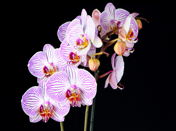 Phalaenopsis orchid branch isolated on black - Photo, Image