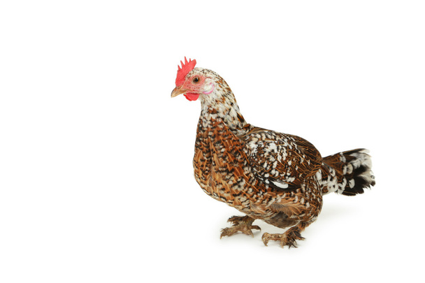 Brown hen isolated - Фото, зображення