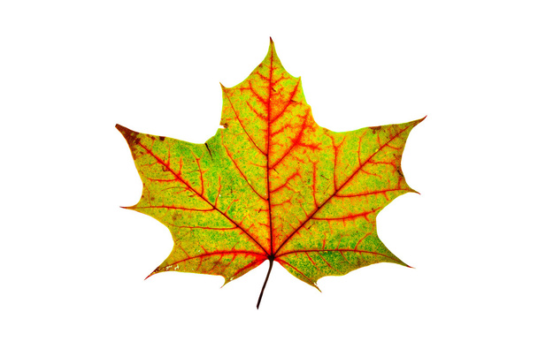Autumn Maple Leaf - Fotoğraf, Görsel