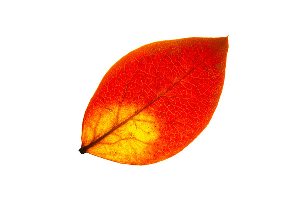 Green Leaf - Foto, Bild