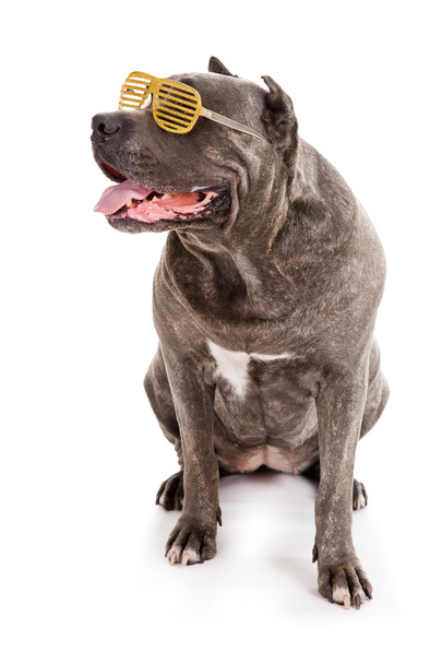 Dog breed "Cane Corso" - Fotoğraf, Görsel