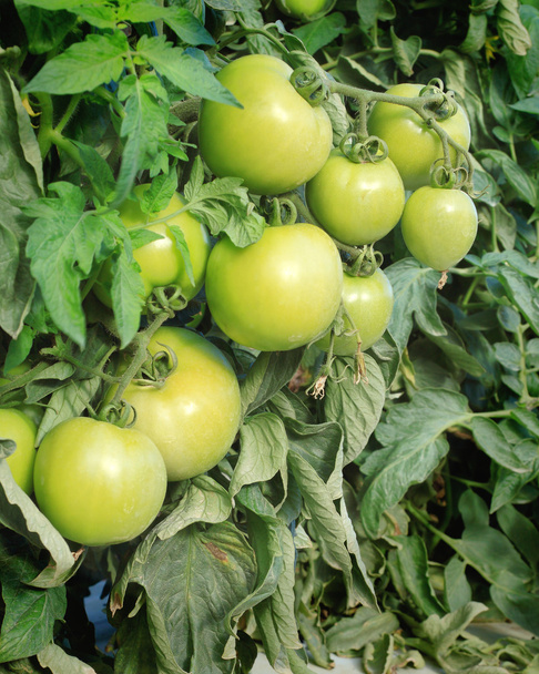 Los tomates verdes - 1
 - Foto, Imagen