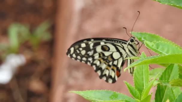 Spowolnione zbliżenie: Piękny motyl monarcha leci nad żółtymi kwiatami i pastwiskami w słońcu. Łopian motyla zjada nektar na żółtym kwiatku. Czarno-pomarańczowy motyl odlatujący od różowego kwiatu po karmieniu. motyl  - Materiał filmowy, wideo