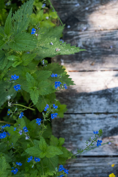 Beautiful blue flowers of Veronica oakwood on the background of old wood. Wild blue flowers in spring. Floral background. Texture. - Photo, Image