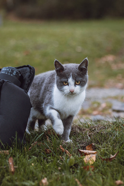 Caminhada instável de um gatinho brilhantemente colorido com olhos cor de laranja. Um gatinho curioso cuidadosamente cheirando em torno de uma mochila. - Foto, Imagem