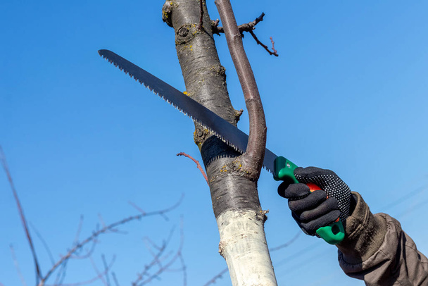 Ein Gärtner schneidet mit der Säge zusätzliche Äste an einem Baum ab - Foto, Bild