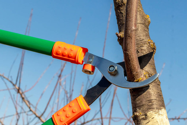 Садовник обрезает ветви деревьев большими садовыми ножницами. Обрезка деревьев весной, крупным планом - Фото, изображение